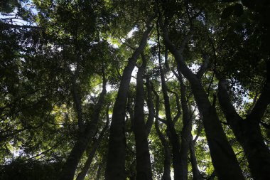 Eunapolis, Bahia, Brezilya - 14 Mart 2023: Eunapolis şehrindeki bir ekoloji parkındaki ağaçların manzarası