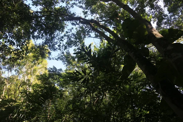 Eunapolis Bahia Brazil Μάρτιος 2023 Άποψη Των Δέντρων Ένα Οικολογικό — Φωτογραφία Αρχείου