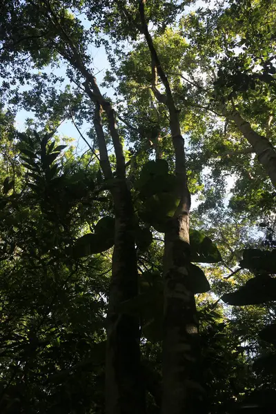 Eunapolis Bahia Brazil Mars 2023 Utsikt Över Träd Ekologisk Park — Stockfoto