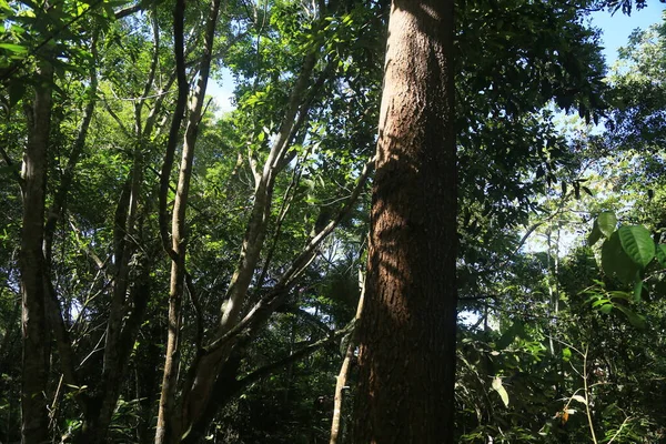 Eunapolis Bahia Brazil Maret 2023 Pemandangan Pohon Sebuah Taman Ekologi — Stok Foto