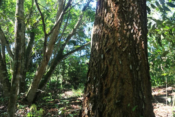 Eunapolis Bahia Brazilië Maart 2023 Zicht Bomen Een Ecologisch Park — Stockfoto