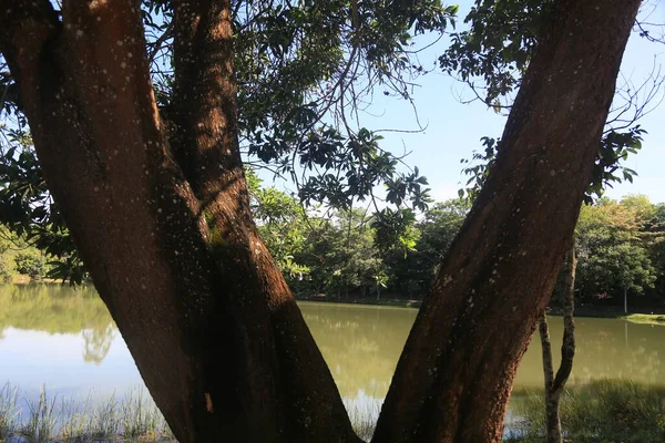 ブラジルのバヒア州ユニオンアポリス2023年3月14日 ユニオンアポリス市の生態公園内の木の眺め — ストック写真