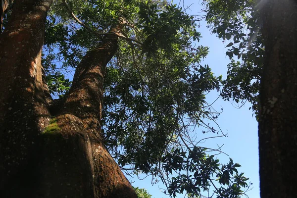 Eunapolis Bahia Brasilien März 2023 Blick Auf Bäume Einem Ökologischen — Stockfoto