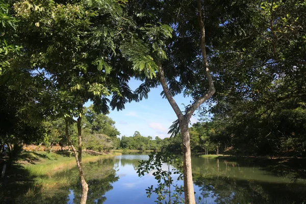 Eunapolis Bahia Brazilië Maart 2023 Zicht Bomen Een Ecologisch Park — Stockfoto