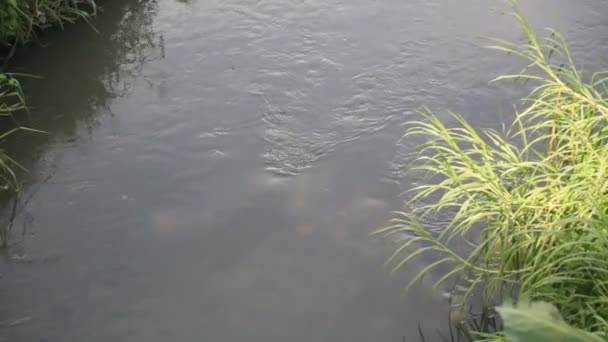 ブラジル バイーア州サラドール 2023年5月17日 下水をサルバドール市内の小川に噴出するパイプ — ストック動画