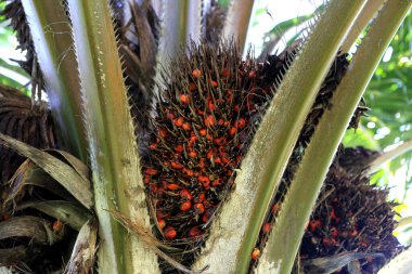Salvador, Bahia, Brezilya 29 Mayıs 2023: Salvador şehrindeki bir bitkide görülen yağ palmiyesi.