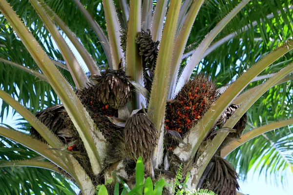 Salvador Bahia Brazil Kan 2023 Olja Palm Frukt Ses Växt — Stockfoto