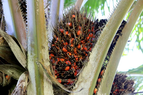 Salvador Bahia Brésil Mai 2023 Fruits Palmier Huile Vus Sur — Photo