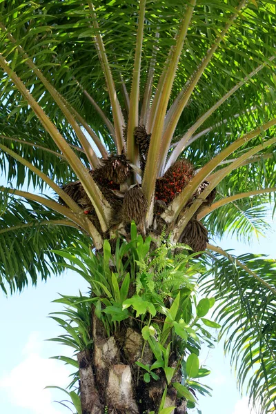 Salvador Bahia Brazil Május 2023 Olajpálma Gyümölcs Salvadori Növényen — Stock Fotó