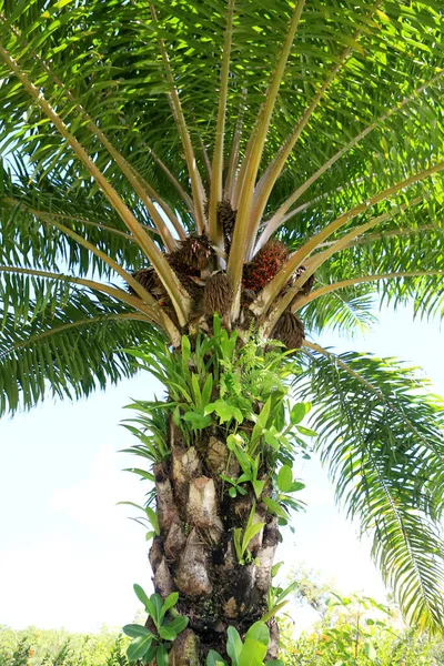 Salvador Bahia Brazil Május 2023 Olajpálma Gyümölcs Salvadori Növényen — Stock Fotó