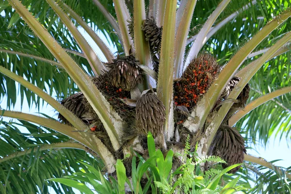 Salvador Bahia Brazil Kan 2023 Olja Palm Frukt Ses Växt — Stockfoto