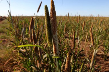 Luiz Eduardo Magalhaes, Bahia, Brezilya - 5 Haziran 2023: Sorghum - sorghum bicolor çiftliği - Batı Bahia 'da bir çiftlikte.