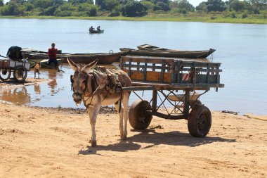 Sitio do mato, bahia, brrazil - 2 Haziran 2023: Batı Bahia 'da bir nehrin kıyısında hayvan vagonu görülür..