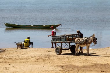 Sitio do mato, bahia, brrazil - 2 Haziran 2023: Batı Bahia 'da bir nehrin kıyısında hayvan vagonu görülür..