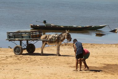 Sitio do mato, bahia, brrazil - 2 Haziran 2023: Batı Bahia 'da bir nehrin kıyısında hayvan vagonu görülür..