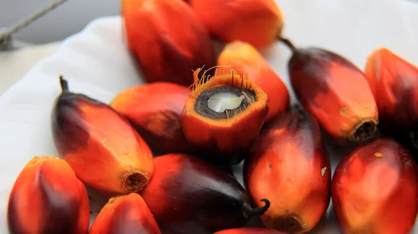 Salvador Bahia Brazil May 2023 Oil Palm Fruit Seen Plant — Stock Photo, Image