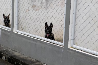 Salvador, Bahia, Brezilya - 5 Mayıs 2023: Bahia Askeri Polisi tarafından köpek eğitimi.