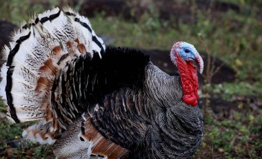 itaju do colonia, bahia, brazil - july 23, 2023: turkey bird - Meleagris gallopavo - seen on a farm in rural Bahia. clipart