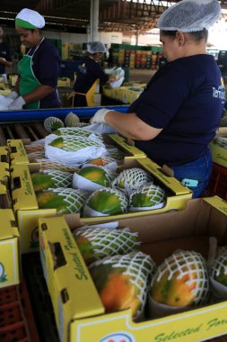 Iaberaba, Bahia, Brezilya - 3 Ağustos 2023: Bahia 'daki bir çiftlikten ihraç edilen papaya meyvelerinin temizlenmesi ve işlenmesi.