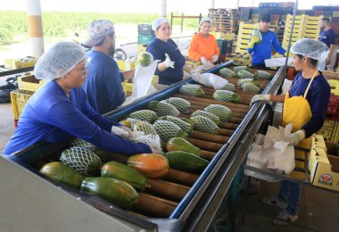 Iaberaba, Bahia, Brezilya - 3 Ağustos 2023: Bahia 'daki bir çiftlikten ihraç edilen papaya meyvelerinin temizlenmesi ve işlenmesi.