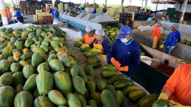 Iaberaba, Bahia, Brezilya - 3 Ağustos 2023: Bahia 'daki bir çiftlikten ihraç edilen papaya meyvelerinin temizlenmesi ve işlenmesi.