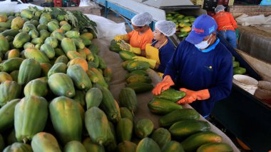 Iaberaba, Bahia, Brezilya - 3 Ağustos 2023: Bahia 'daki bir çiftlikten ihraç edilen papaya meyvelerinin temizlenmesi ve işlenmesi.