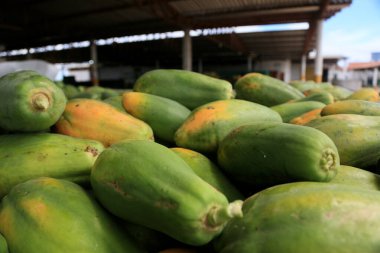 Iaberaba, Bahia, Brezilya - 3 Ağustos 2023: Bahia 'daki bir çiftlikten ihraç edilen papaya meyvelerinin temizlenmesi ve işlenmesi.