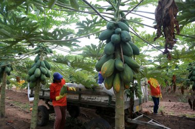 Iaberaba, Bahia, Brezilya - 3 Ağustos 2023: Bahia 'da bir çiftlikte hasat sırasında papaya meyvesi. Meyve ihracat için kullanılacak.