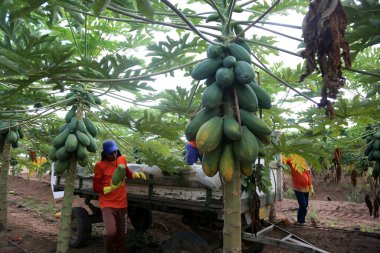 Iaberaba, Bahia, Brezilya - 3 Ağustos 2023: Bahia 'da bir çiftlikte hasat sırasında papaya meyvesi. Meyve ihracat için kullanılacak.