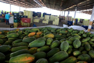 Iaberaba, Bahia, Brezilya - 3 Ağustos 2023: Bahia 'daki bir çiftlikten ihraç edilen papaya meyvelerinin temizlenmesi ve işlenmesi.