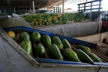 Iaberaba, Bahia, Brezilya - 3 Ağustos 2023: Bahia 'daki bir çiftlikten ihraç edilen papaya meyvelerinin temizlenmesi ve işlenmesi.