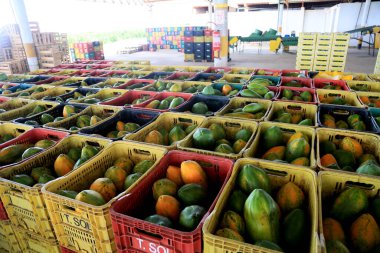 Iaberaba, Bahia, Brezilya - 3 Ağustos 2023: Bahia 'daki bir çiftlikten ihraç edilen papaya meyvelerinin temizlenmesi ve işlenmesi.