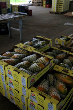 Iaberaba, Bahia, Brezilya - 3 Ağustos 2023: Bahia 'daki bir çiftlikten ihraç edilen papaya meyvelerinin temizlenmesi ve işlenmesi.
