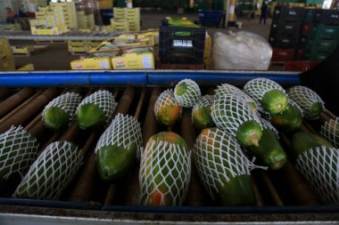 Iaberaba, Bahia, Brezilya - 3 Ağustos 2023: Bahia 'daki bir çiftlikten ihraç edilen papaya meyvelerinin temizlenmesi ve işlenmesi.
