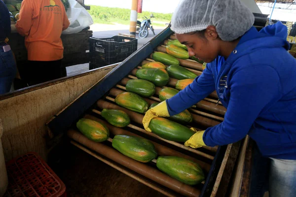 Iaberaba, Bahia, Brezilya - 3 Ağustos 2023: Bahia 'daki bir çiftlikten ihraç edilen papaya meyvelerinin temizlenmesi ve işlenmesi.