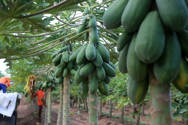 Iaberaba, Bahia, Brezilya - 3 Ağustos 2023: Bahia 'da bir çiftlikte hasat sırasında papaya meyvesi. Meyve ihracat için kullanılacak.