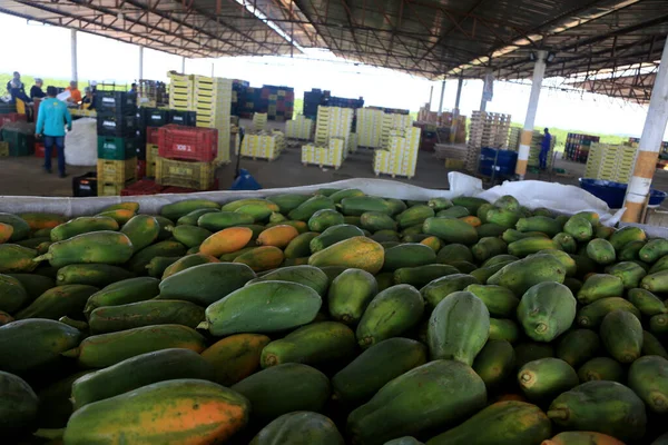 Iaberaba, Bahia, Brezilya - 3 Ağustos 2023: Bahia 'daki bir çiftlikten ihraç edilen papaya meyvelerinin temizlenmesi ve işlenmesi.
