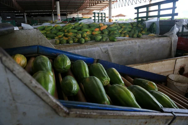 Iaberaba, Bahia, Brezilya - 3 Ağustos 2023: Bahia 'daki bir çiftlikten ihraç edilen papaya meyvelerinin temizlenmesi ve işlenmesi.