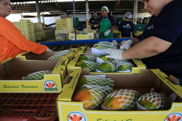 イタベルバ バービア ブラジル 2023 バハイアの農場からの輸出を目的としたパパイヤフルーツのクリーニングと処理 ストック画像