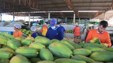 Iaberaba, Bahia, Brezilya - 3 Ağustos 2023: Bahia 'daki bir çiftlikten ihraç edilen papaya meyvelerinin temizlenmesi ve işlenmesi.
