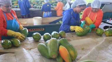 Iaberaba, Bahia, Brezilya - 3 Ağustos 2023: Bahia 'daki bir çiftlikten ihraç edilen papaya meyvelerinin temizlenmesi ve işlenmesi.