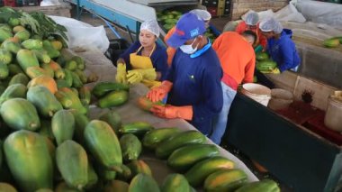 Iaberaba, Bahia, Brezilya - 3 Ağustos 2023: Bahia 'daki bir çiftlikten ihraç edilen papaya meyvelerinin temizlenmesi ve işlenmesi.