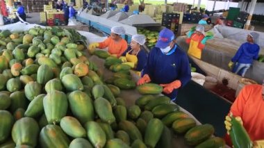 Iaberaba, Bahia, Brezilya - 3 Ağustos 2023: Bahia 'daki bir çiftlikten ihraç edilen papaya meyvelerinin temizlenmesi ve işlenmesi.