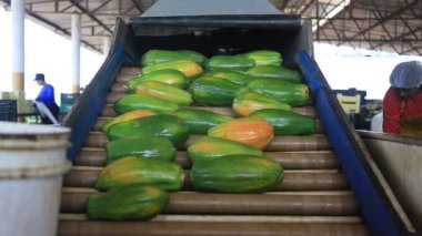 Iaberaba, Bahia, Brezilya - 3 Ağustos 2023: Bahia 'daki bir çiftlikten ihraç edilen papaya meyvelerinin temizlenmesi ve işlenmesi.