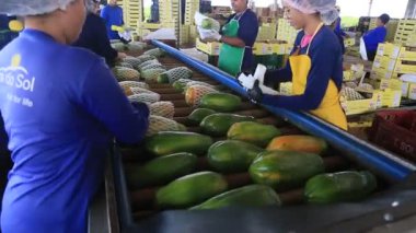 Iaberaba, Bahia, Brezilya - 3 Ağustos 2023: Bahia 'daki bir çiftlikten ihraç edilen papaya meyvelerinin temizlenmesi ve işlenmesi.