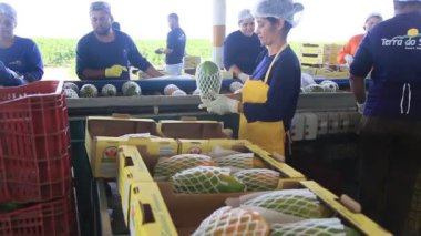 Iaberaba, Bahia, Brezilya - 3 Ağustos 2023: Bahia 'daki bir çiftlikten ihraç edilen papaya meyvelerinin temizlenmesi ve işlenmesi.