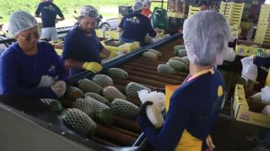 Iaberaba, Bahia, Brezilya - 3 Ağustos 2023: Bahia 'daki bir çiftlikten ihraç edilen papaya meyvelerinin temizlenmesi ve işlenmesi.