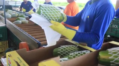 Iaberaba, Bahia, Brezilya - 3 Ağustos 2023: Bahia 'daki bir çiftlikten ihraç edilen papaya meyvelerinin temizlenmesi ve işlenmesi.
