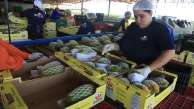 Iaberaba, Bahia, Brezilya - 3 Ağustos 2023: Bahia 'daki bir çiftlikten ihraç edilen papaya meyvelerinin temizlenmesi ve işlenmesi.