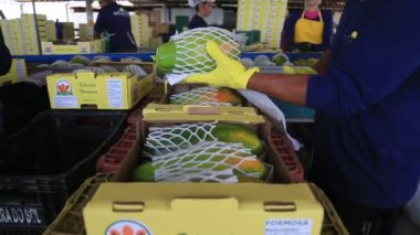 Iaberaba, Bahia, Brezilya - 3 Ağustos 2023: Bahia 'daki bir çiftlikten ihraç edilen papaya meyvelerinin temizlenmesi ve işlenmesi.